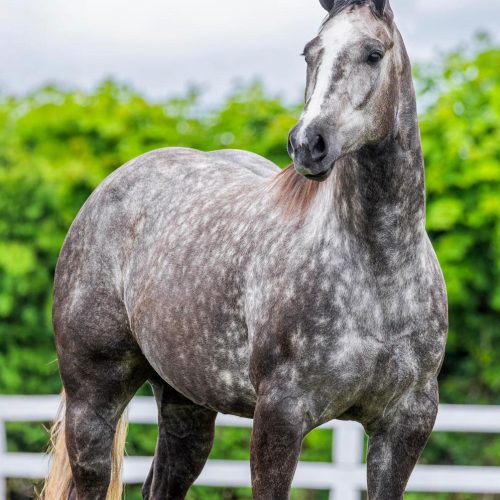 cafame-apollo