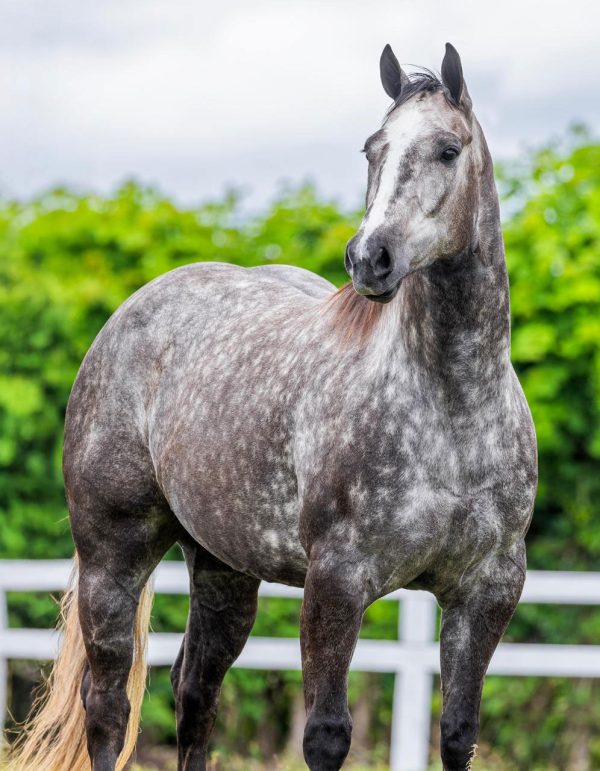 cafame-apollo